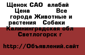 Щенок САО (алабай) › Цена ­ 10 000 - Все города Животные и растения » Собаки   . Калининградская обл.,Светлогорск г.